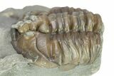 Wide, Partial Flexicalymene Trilobite - Indiana #287777-1